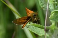 Ochlodes sylvanus