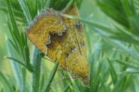 Camptogramma bilineata