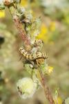 Cucullia lychnitis