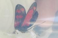 Zygaena filipendulae