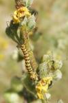 Cucullia lychnitis