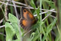 Pyronia tithonus
