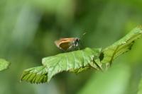 Thymelicus sylvestris
