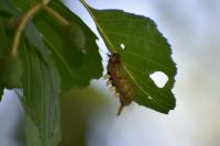 Orgyia antiqua