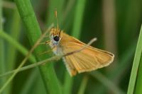 Thymelicus sylvestris