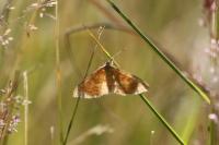 Idaea ochrata