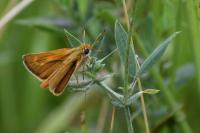 Thymelicus acteon