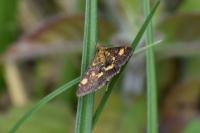 Pyrausta aurata