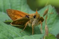 Ochlodes sylvanus