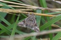 Autographa gamma