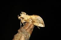 Polychrysia moneta