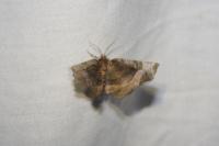 Selenia tetralunaria