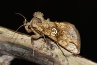 Polychrysia moneta