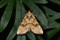 Polychrysia moneta
