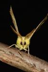 Ennomos alniaria