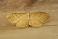 Idaea humiliata
