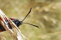 Zygaena transalpina
