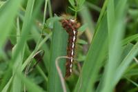 Acronicta rumicis