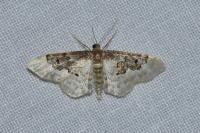 Idaea rusticata