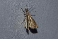 Chrysoteuchia culmella