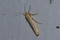 Manulea complana