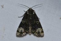 Craniophora ligustri