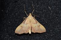 Endotricha flammealis