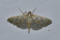 Patania ruralis