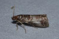 Acrobasis advenella