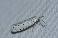 Yponomeuta cagnagella