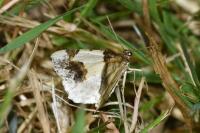 Ligdia adustata