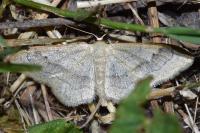 Idaea aversata