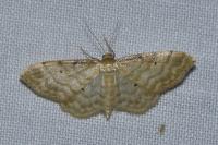 Idaea fuscovenosa