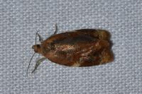 Ditula angustiorana