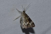 Epirrhoe alternata