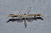 Emmelina monodactyla