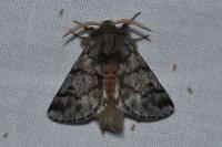 Thaumetopoea pityocampa