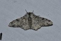Biston betularia