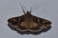 Autographa gamma