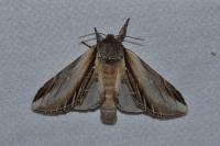 Pheosia tremula