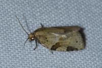 Clepsis spectrana