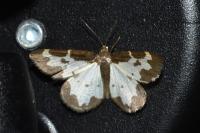 Lomaspilis marginata