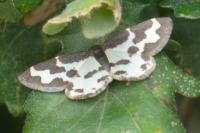 Lomaspilis marginata