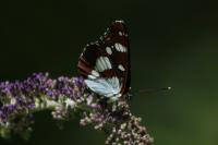 Limenitis reducta