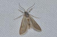 Acentria ephemerella