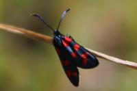 Zygaena transalpina