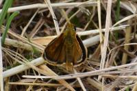 Thymelicus acteon