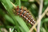 Acronicta rumicis