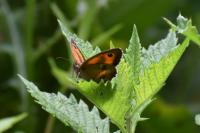 Pyronia tithonus