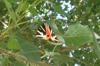 Euplagia quadripunctaria